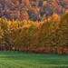 hd-herfstfoto-van-een-bos-met-bomen-met-herfstbladeren-hd-herfst-