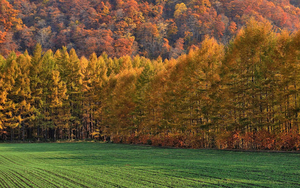 hd-herfstfoto-van-een-bos-met-bomen-met-herfstbladeren-hd-herfst-