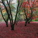 hd-herfst-wallpaper-met-bomen-met-rode-herfstbladeren-op-de-grond