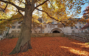 hd-herfst-wallpaper-met-een-boom-met-herfstbladeren-op-de-grond-e