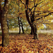 hd-herfst-wallpaper-met-veel-herfstbladeren-op-de-grond-hd-herfst