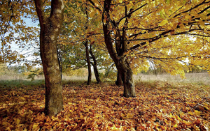 hd-herfst-wallpaper-met-veel-herfstbladeren-op-de-grond-hd-herfst