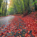 rode-herfstbladeren-aan-de-kant-van-de-weg-hd-herfst-achtergrond