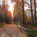 hd-herfst-achtergrond-met-een-pad-met-bomen-en-veel-herfstbladere