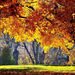 hd-herfst-achtergrond-met-dikke-bomen-met-herfstbladeren-herfst-w