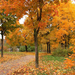 hd-herfst-in-het-park-met-bomen-en-herfstbladeren-achtergrond-her