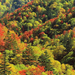 hd-herfst-wallpaper-met-een-bos-en-bomen-met-herfstbladeren-achte