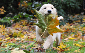 hd-honden-wallpaper-met-een-hond-met-herfstblad-in-bek-hd-honden-