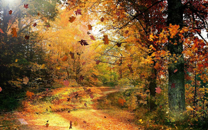 hd-prachtige-herfst-achtergrond-met-bomen-en-een-weg-bezaaid-met-