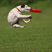 dog-playing-and-catching-a-frisbee-hd-animal-wallpaper-dogs
