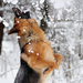 dog-wallpaper-with-a-german-shepherd-playing-in-the-snow-hd-winte