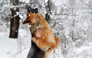 dog-wallpaper-with-a-german-shepherd-playing-in-the-snow-hd-winte