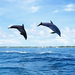 dolphin-wallpaper-with-dolphins-jumping-high-out-of-the-water