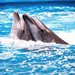 dolphin-wallpaper-with-two-dolphins-in-the-swimming-pool