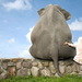 funny-wallpaper-with-a-girl-and-a-elephant-sitting-on-a-stone-wal