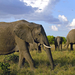 hd-african-elephants-wallpapers-with-a-group-of-elephants-wallpap