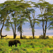 hd-african-elephants-wallpapers-with-elephants-in-the-distance-el