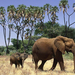 hd-african-elephants-wallpapers-with-mother-elephant-and-his-youn