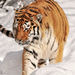 hd-animal-wallpaper-of-a-tiger-walking-through-the-snow-hd-tigers