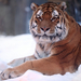 hd-animal-wallpaper-with-a-tiger-resting-in-the-snow-hd-winter-wa