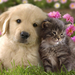 hd-cats-wallpapers-cute-cat-and-dog-cuddling-backgrounds