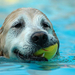 hd-dog-wallpaper-dog-with-ball-in-the-water-hd-dogs-wallpapers-ba