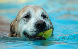 hd-dog-wallpaper-dog-with-ball-in-the-water-hd-dogs-wallpapers-ba