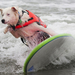 hd-dog-wallpaper-with-a-dog-on-a-surfboard-dogs-backgrounds-anima