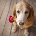 hd-dog-wallpaper-with-a-dog-with-a-red-rose-in-his-mouth-hd-dogs-