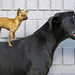 hd-dog-wallpaper-with-a-little-dog-standing-on-the-back-of-a-big-