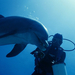 hd-dolphins-wallpapers-with-underwater-dolphin-with-a-diver-backg