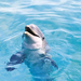 hd-dolphin-wallpaper-with-a-dolphin-with-head-out-of-the-water-hd