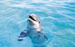 hd-dolphin-wallpaper-with-a-dolphin-with-head-out-of-the-water-hd