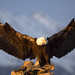 hd-eagle-wallpaper-with-big-eagle-spreading-his-wings-eagle-backg