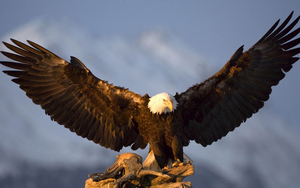 hd-eagle-wallpaper-with-big-eagle-spreading-his-wings-eagle-backg