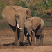 hd-elephants-wallpapers-with-a-mother-and-his-young-elephant-wall