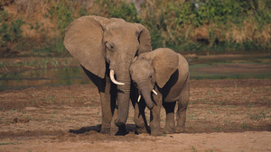 hd-elephants-wallpapers-with-a-mother-and-his-young-elephant-wall