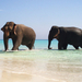 hd-elephants-wallpapers-with-elephants-walking-in-the-sea-at-a-be