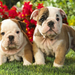 hd-english-bulldog-puppies-hd-dogs-wallpapers-backgrounds-picture