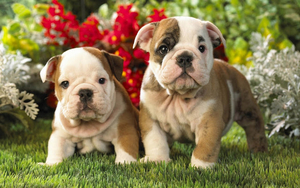 hd-english-bulldog-puppies-hd-dogs-wallpapers-backgrounds-picture