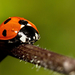hd-ladybug-wallpaper-with-a-ladybug-on-a-branch-hd-ladybugs-wallp