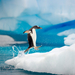 hd-penguin-wallpaper-with-a-penguin-running-on-ice-hd-penguins-wa