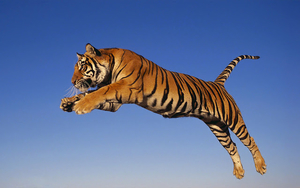 hd-tiger-wallpaper-with-a-jumping-and-attacking-tiger-wallpapers-