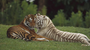 hd-tiger-wallpaper-with-two-cuddling-tigers-background-picture