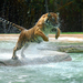 hd-wallpaper-with-a-jumping-and-attacking-tiger-wallpapers-photo-