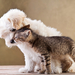 photo-cat-and-dog-cuddling-best-animal-friends-wallpaper
