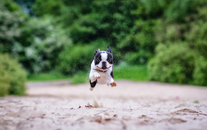 photo-boston terrier-dog-running-hd-dogs-wallpapers