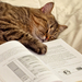 photo-cat-book-hd-cats-wallpapers
