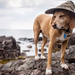 photo-dog-with-cute-hat-hd-dogs-wallpapers
