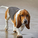 photo-of-a-beautiful-beagle-dog-walking-in-the-rain-hd-dog-wallpa